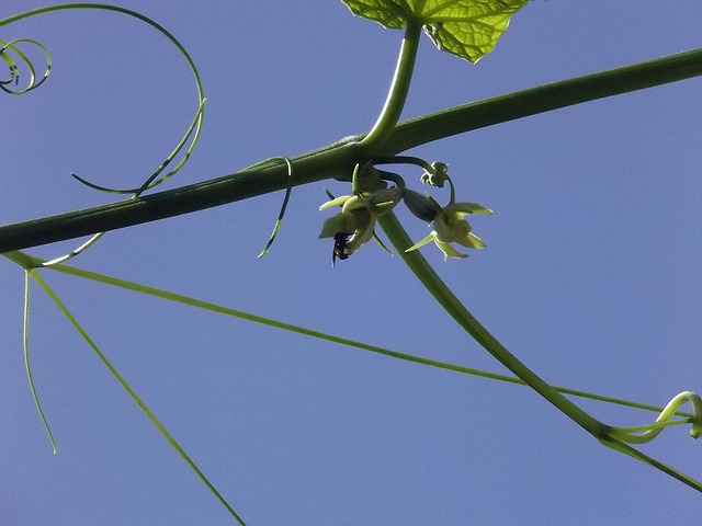 chayote
