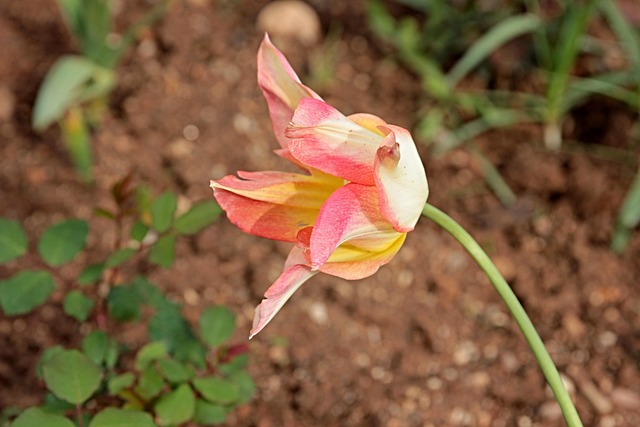 Hình ảnh minh họa ý nghĩa của từ cheesecloth