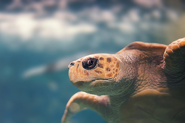 chelonian