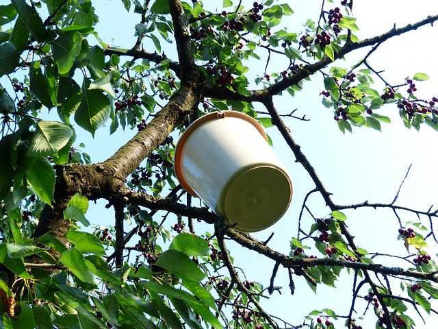 Hình ảnh minh họa ý nghĩa của từ cherry-picking