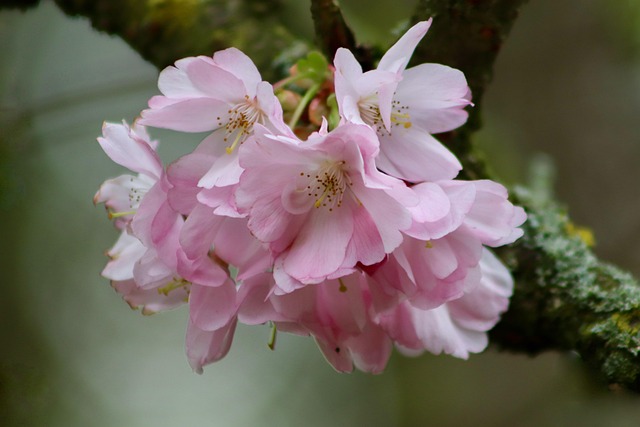 cherry