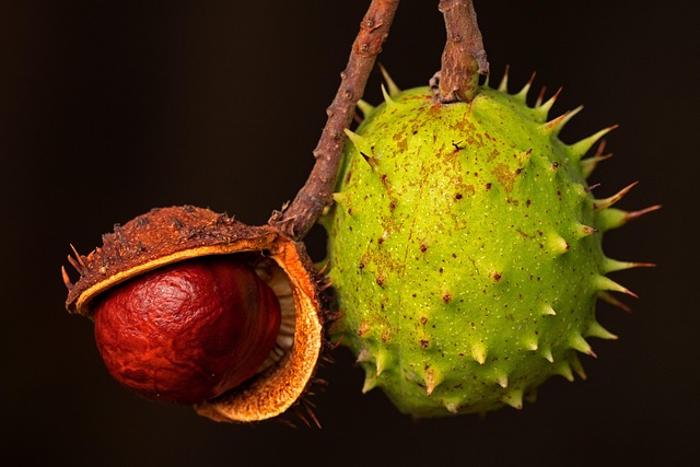 chestnut