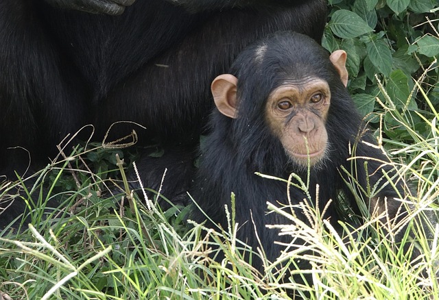 chimp