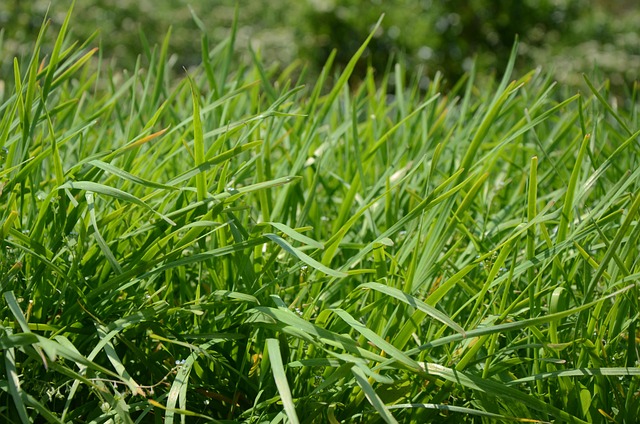 chinese chives