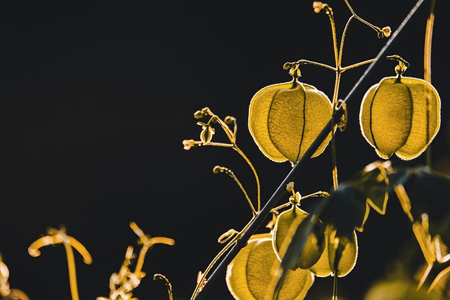 chinese gooseberry