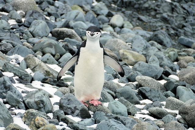 Hình ảnh minh họa ý nghĩa của từ chinstrap
