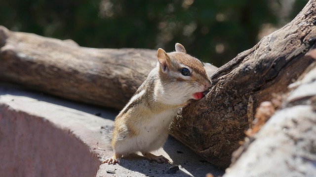 chippy