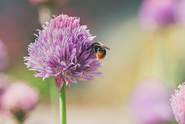 chive