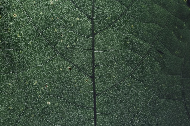 Hình ảnh minh họa ý nghĩa của từ chlorophyll