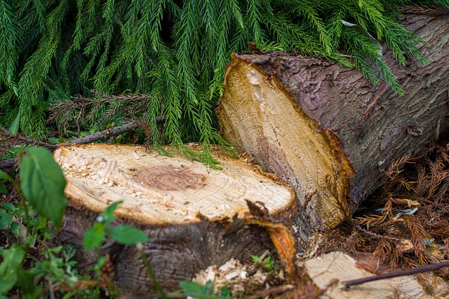 chop down