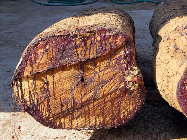 chopped down