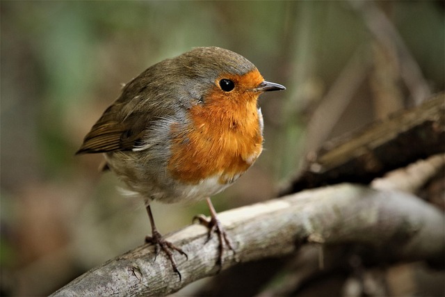 christmas song
