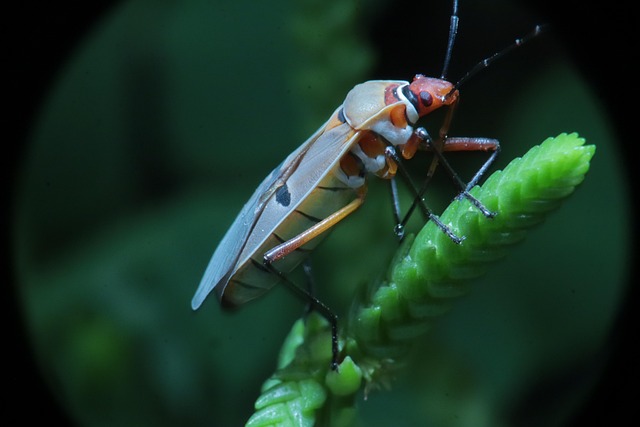 cimex lectularius