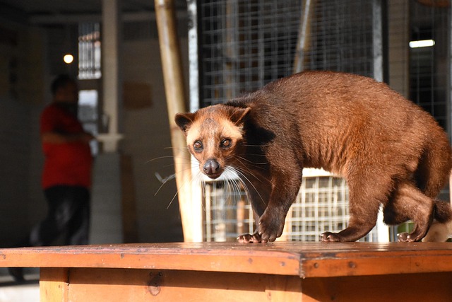 civet cat
