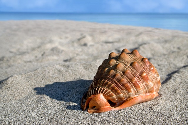 clam