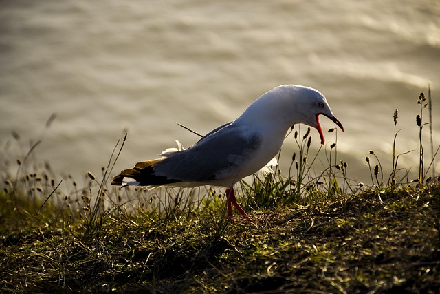 Hình ảnh minh họa ý nghĩa của từ clamor