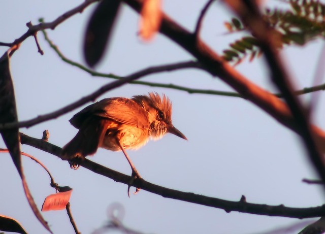 Hình ảnh minh họa ý nghĩa của từ clamorous