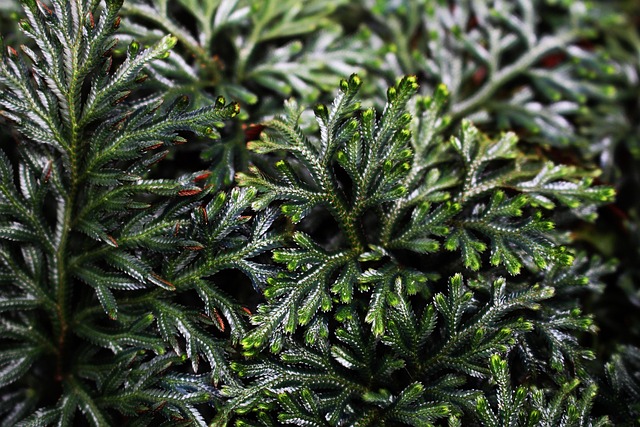 clubmoss
