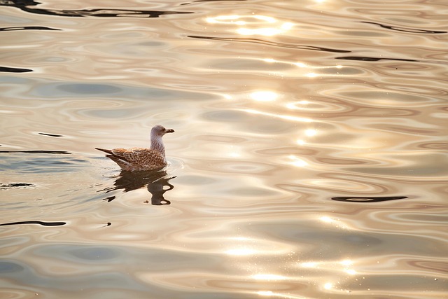 coastal bird