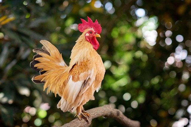 cockerel