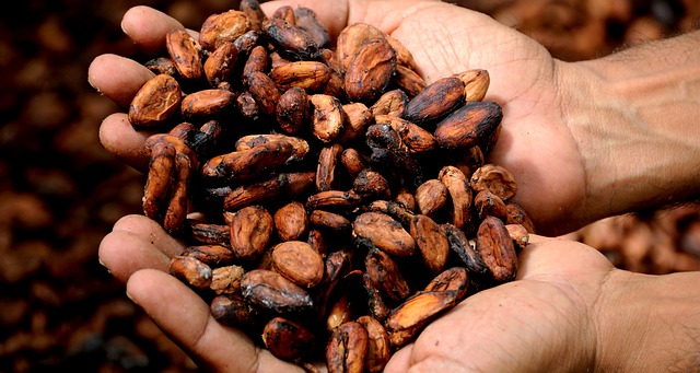 Hình ảnh minh họa ý nghĩa của từ cocoa bean