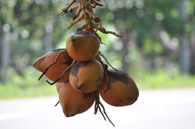 coconut juice