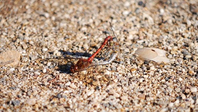 Hình ảnh minh họa ý nghĩa của từ coitus