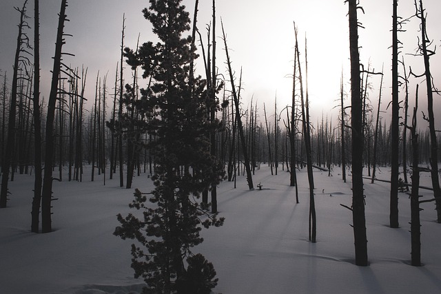 cold wasteland