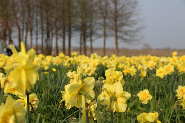 Hình ảnh minh họa ý nghĩa của từ cole