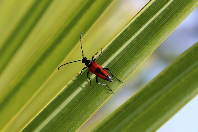 coleoptera