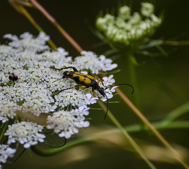 coleopteran