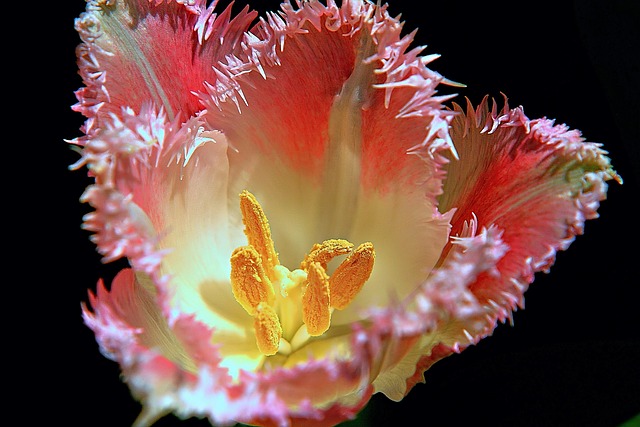 Hình ảnh minh họa ý nghĩa của từ color fringing