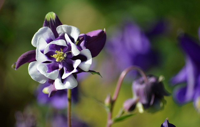 columbine