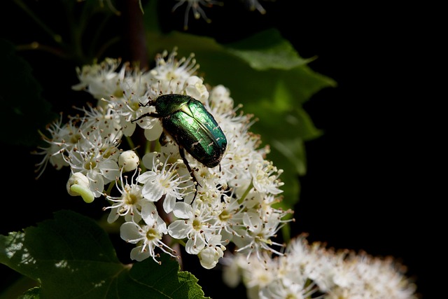 common flower