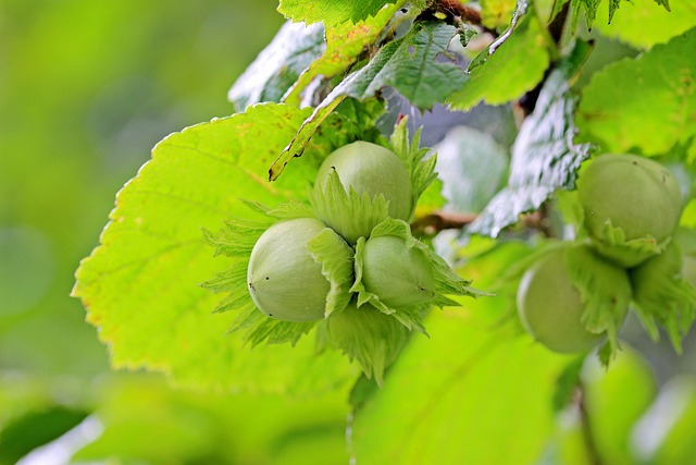 common fruit
