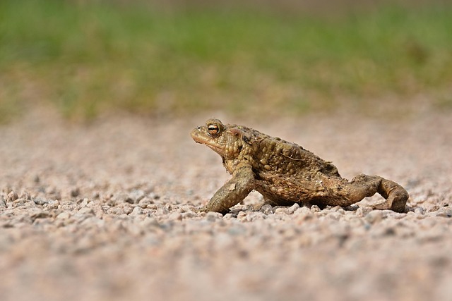 Hình ảnh minh họa ý nghĩa của từ common ground