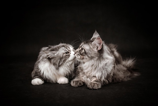 Hình ảnh minh họa ý nghĩa của từ companionship