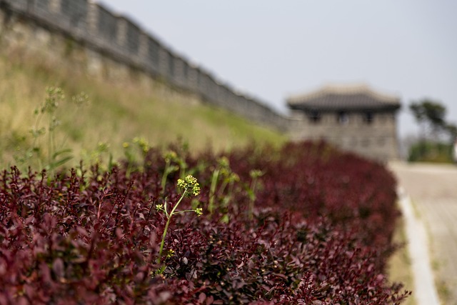 Hình ảnh minh họa ý nghĩa của từ compatriot