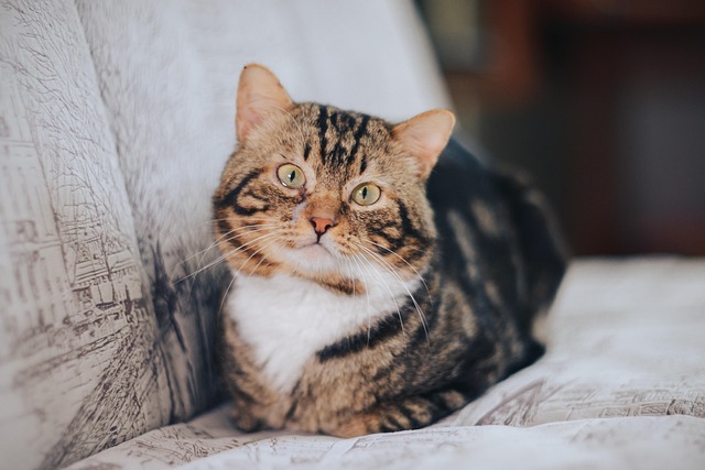 Hình ảnh minh họa ý nghĩa của từ complying