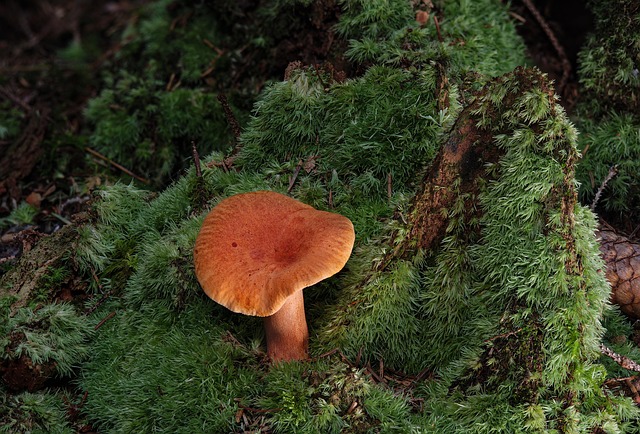 Hình ảnh minh họa ý nghĩa của từ conditioned stimulus