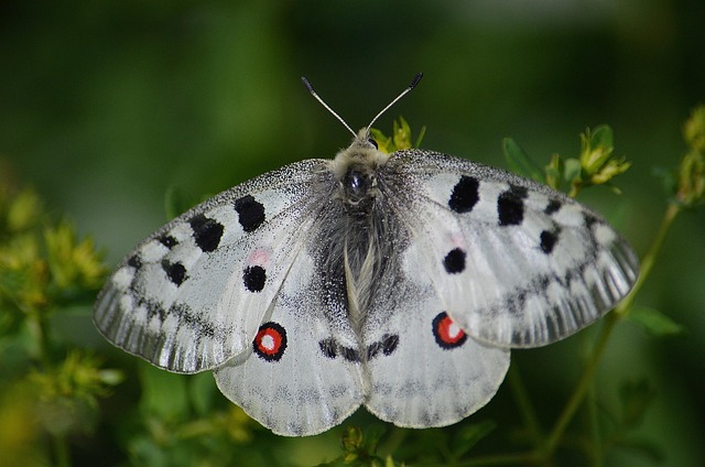 Hình ảnh minh họa ý nghĩa của từ conspicuously