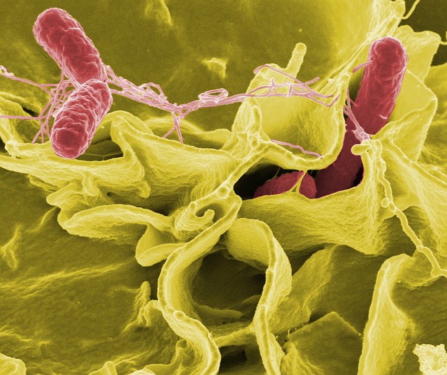 contagious disease
