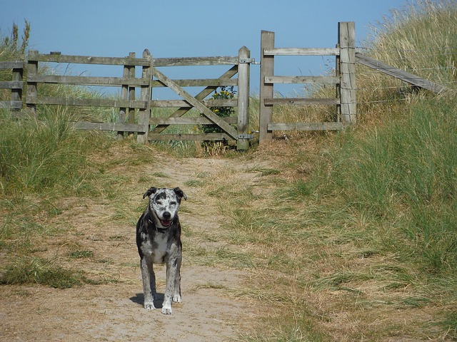 Hình ảnh minh họa ý nghĩa của từ contender