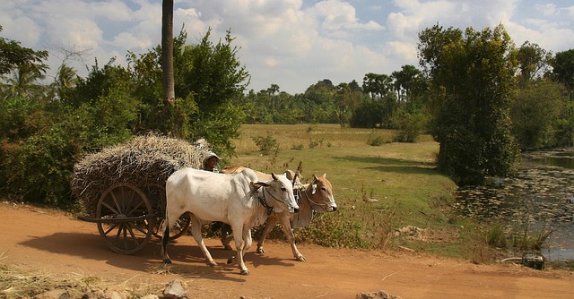 conventional agriculture