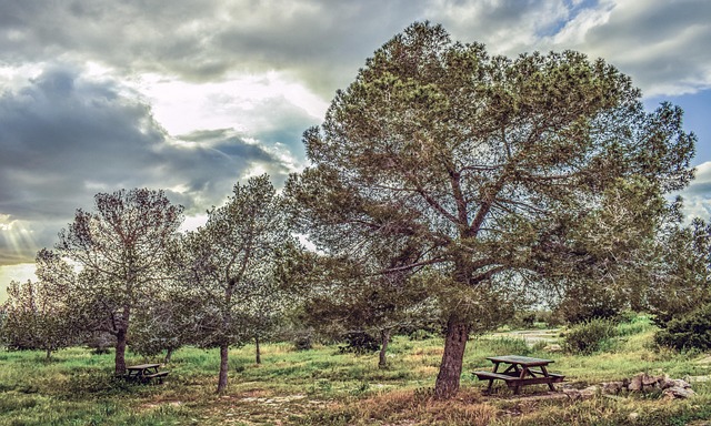 Hình ảnh minh họa ý nghĩa của từ copse