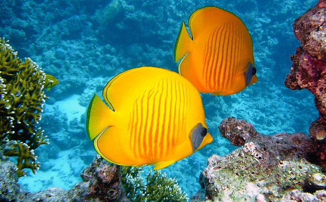 coral