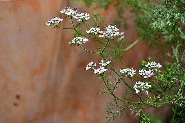 coriander leaves