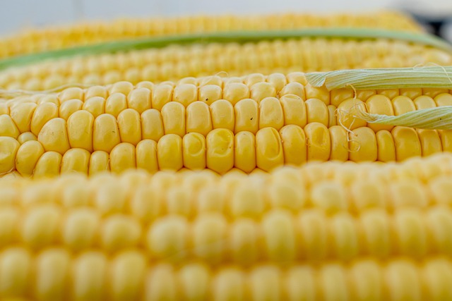corn on the cob