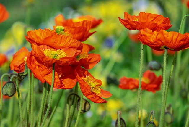 corn poppy
