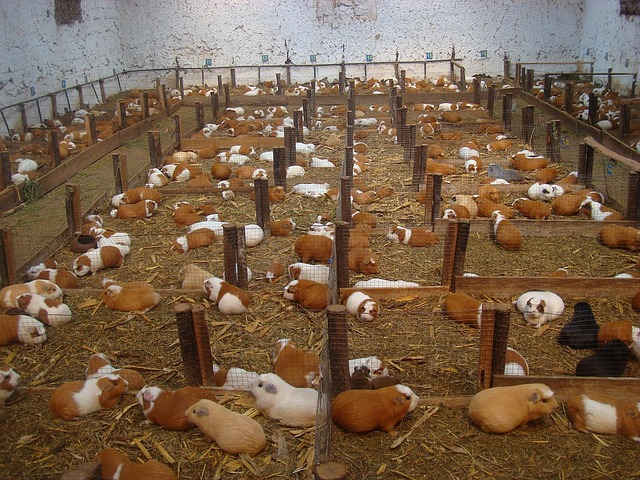 corporate farm